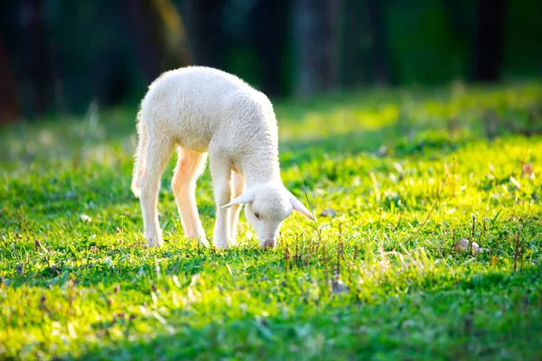 緑の草の牧草地で放牧羊 — ストック写真