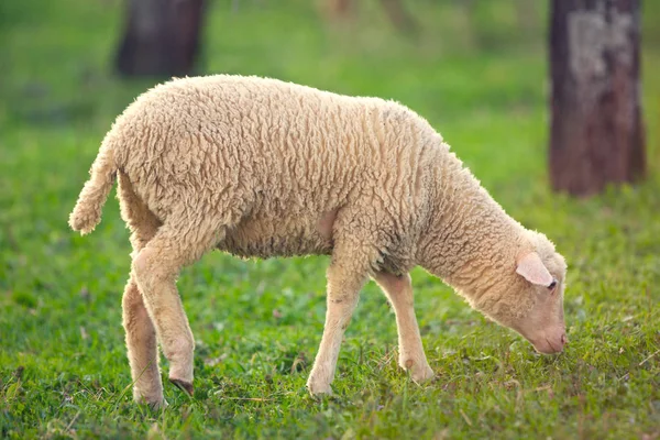 Pâturage d'agneau sur prairie d'herbe verte — Photo