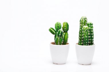 Vazoda tarafsız arka plan üzerinde izole küçük dekoratif kaktüs.