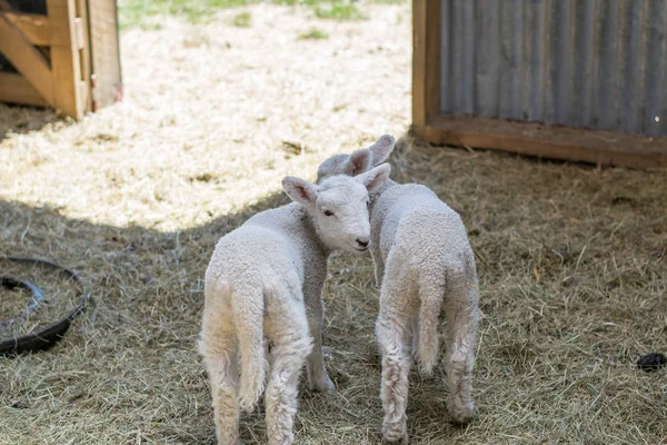 two little lambs in a barn