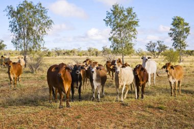 Outback Queensland Brahman sığır sürüsü