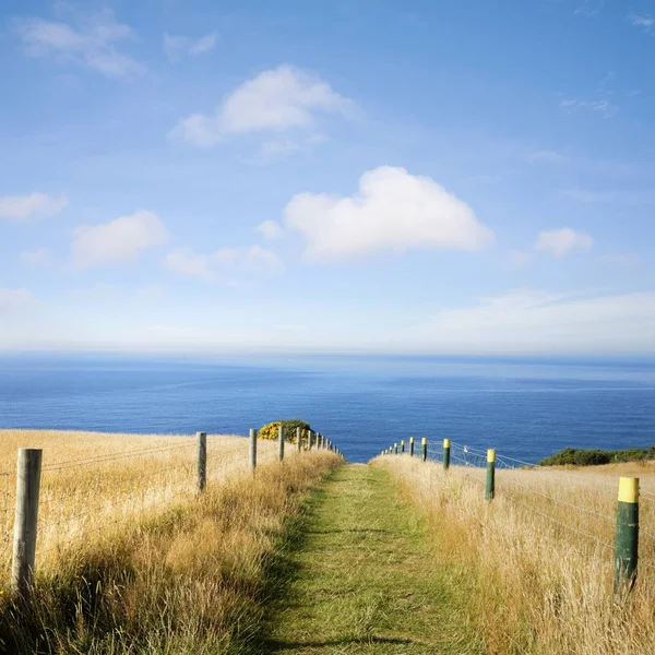 Caminho de verão para o mar através da Praça Cornfield — Fotografia de Stock