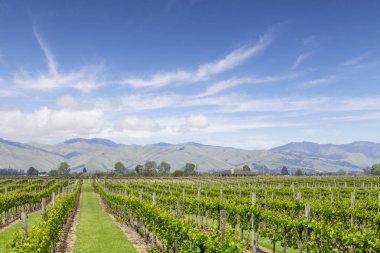 Marlborough bağ Yeni Zelanda