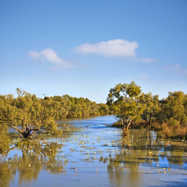 Vnitrozemí Austrálie Severní území James River stromy ve vodě — Stock fotografie