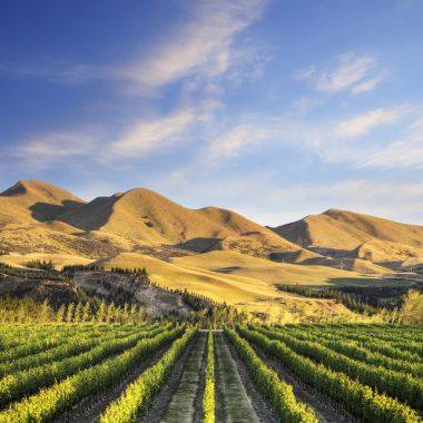 Vineyard in Canterbury, New Zealand clipart
