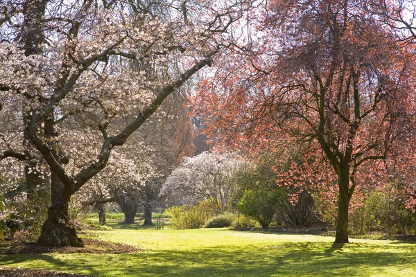 ハグレー公園クライストチャーチ花 — ストック写真