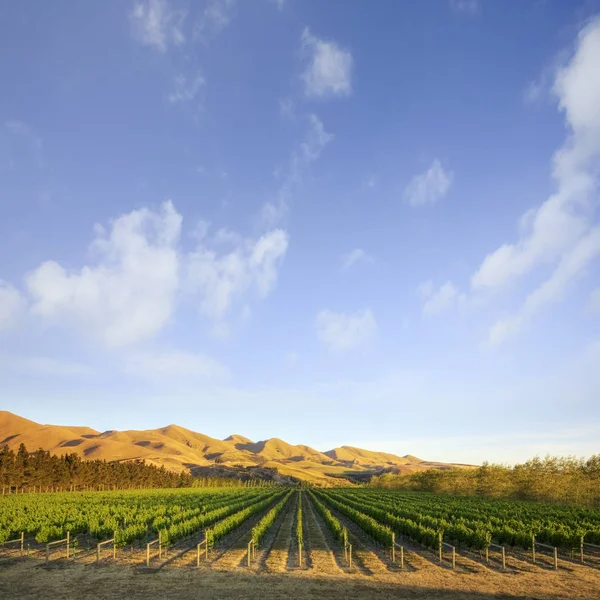 Виноградник в Кентербері, Нова Зеландія — стокове фото