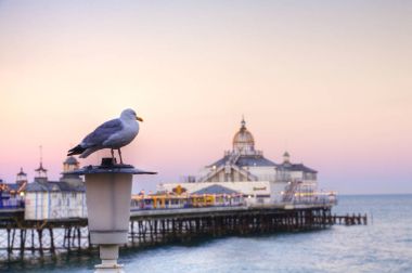 Martı ve Eastbourne Pier günbatımı