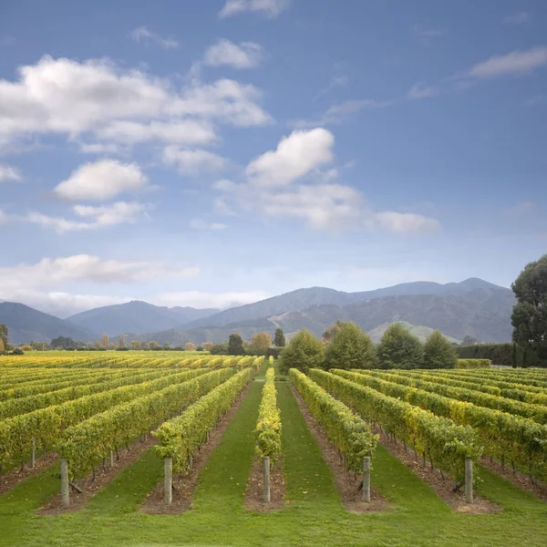 Yeni Zelanda Marlborough bağ erken sonbahar — Stok fotoğraf