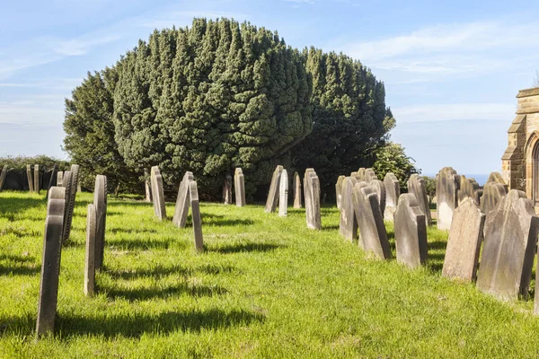 Árbol de tejo en el cementerio —  Fotos de Stock