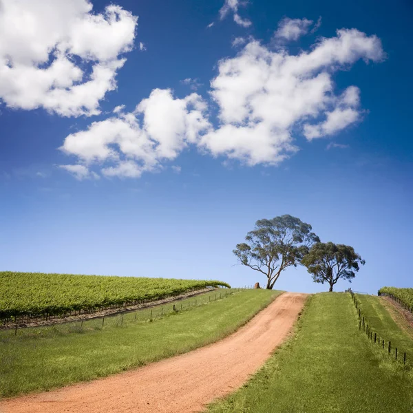 Australan jihu vinice — Stock fotografie