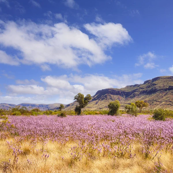 Pilbara västra Australien vilda blommor — Stockfoto
