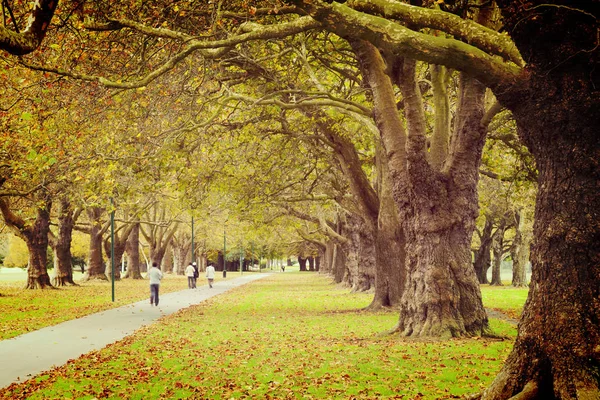 Avenida de los árboles Hojas de otoño —  Fotos de Stock