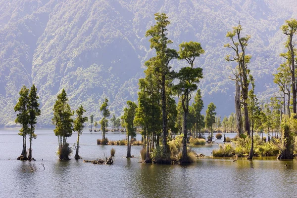 Göl Brunner ağaçlarda Kahikatea — Stok fotoğraf
