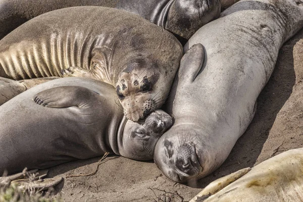Elephant Seals in California — Stock Photo, Image