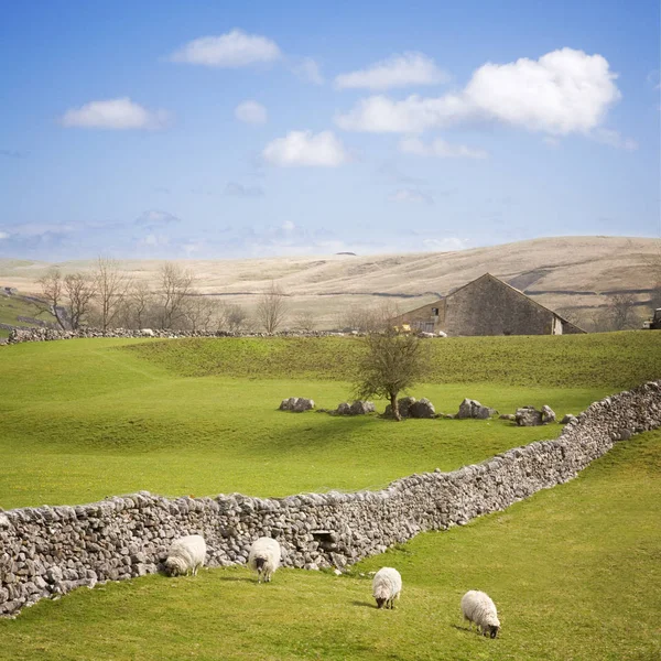 Yorkshire Dales avec mur de pierre sèche — Photo
