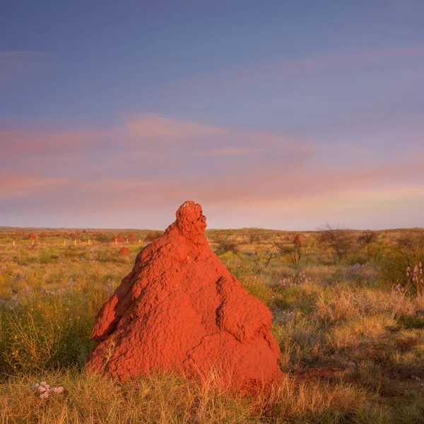 Outback západní Austrálie obří červené Termite kopce Twilight Sunse — Stock fotografie
