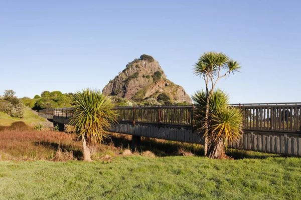 Nya Zeeland kål träd på Piha, Auckland — Stockfoto