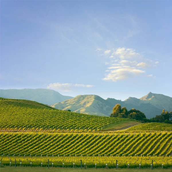 Marlborough bağ Yeni Zelanda Meydanı — Stok fotoğraf