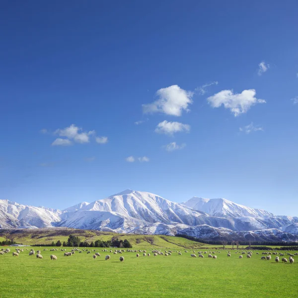 Nieuw-Zeeland landbouwgrond — Stockfoto