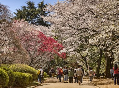 Shinjuku Gyoen Ulusal Bahçesi'nde Kiraz Çiçeği Görüntüleme, Tokyo