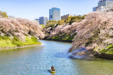 Tokyo, Kiraz Çiçeği İmparatorluk Hendeği ve Tekne