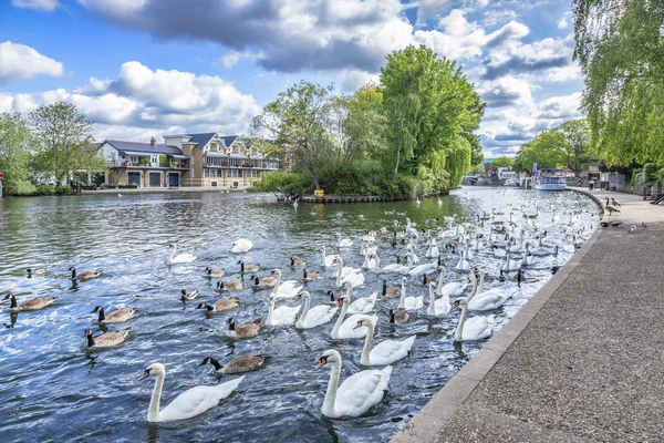Cisnes en el río Támesis en Windsor, Reino Unido — Foto de Stock