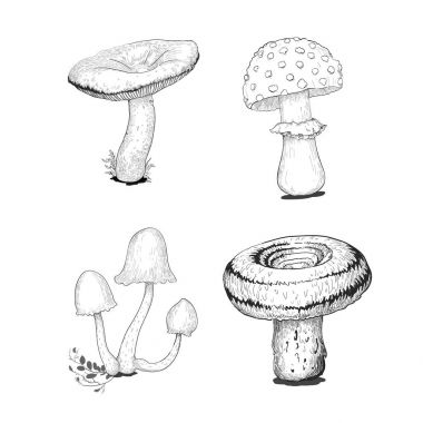 Mantar vektör kroki ile orman ayarla detales.