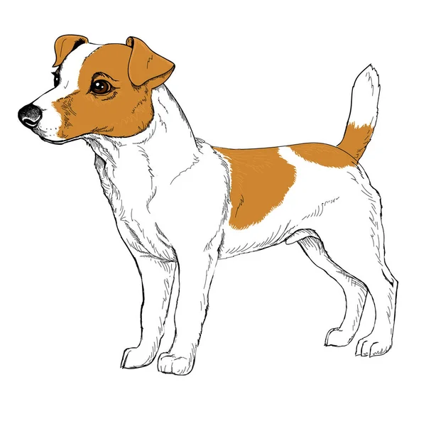 Boceto de perro amarillo — Vector de stock