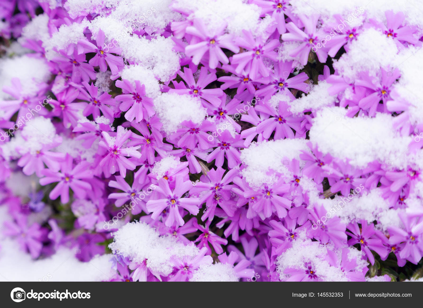 Flowers and snow \u2014 Stock Photo © kzlobastov 145532353