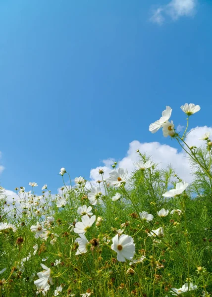 Çayır çiçek mavi gökyüzü ile Stok Fotoğraf
