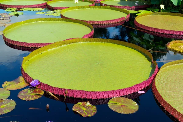 Waterlily in tropical garden — Stock Photo, Image