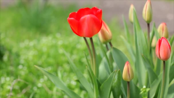 Bloeien geurige rode tulp geïsoleerd. — Stockvideo