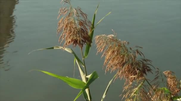 Bulrush yeşil ve sarı bir göl kenarında — Stok video