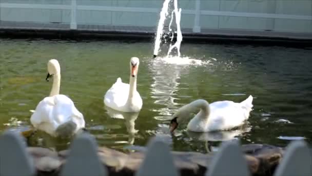 Белые лебеди плавают в искусственном пруду — стоковое видео