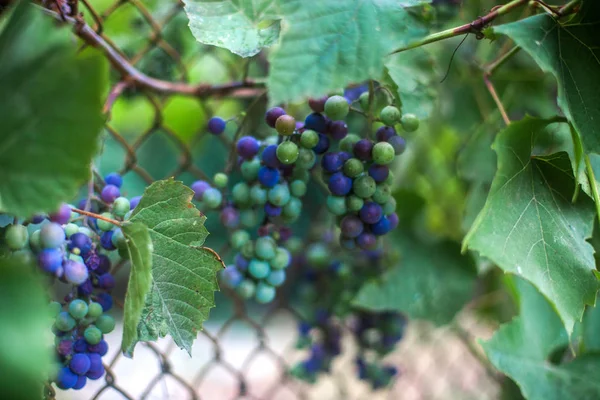 Rama Uva Con Bayas Azules Verdes Fondo Una Valla Malla — Foto de Stock