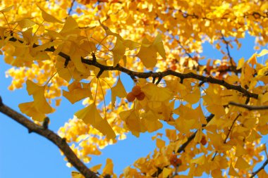 Güneşli bir günde yapraklı ve meyveli güzel sarı Ginkgo Biloba dalı