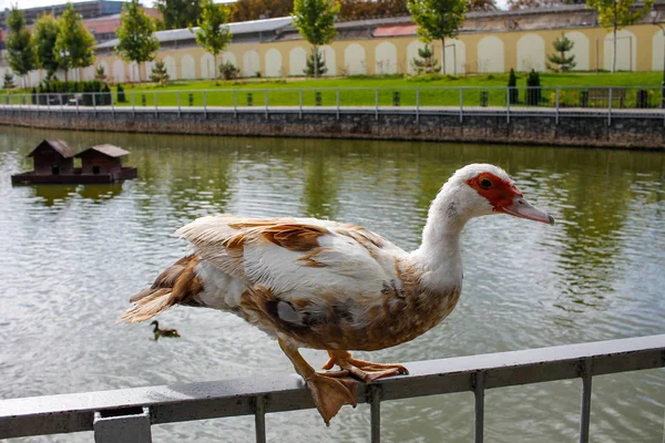 Stumme Ente Sitzt Auf Dem Zaun — Stockfoto