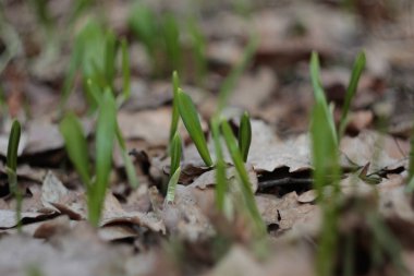 Vahşi sarımsak, Ramson, Buckram, geniş yapraklı sarımsak, ahşap sarımsak, ayı pırasası veya ayı sarımsağı olarak da bilinen Allium ursinum, zambak familyasına ait uzun ömürlü bir çiçek bitkisidir.. 