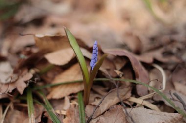 Scilla bifolia, Asparagaceae familyasından Palearktik bölgede yetişen bir bitki türü..