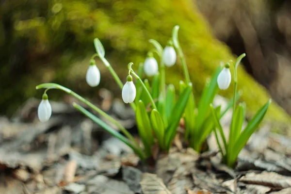 Een Groep Sneeuwklokbloemen Groeit Het Voorjaarsbos — Stockfoto