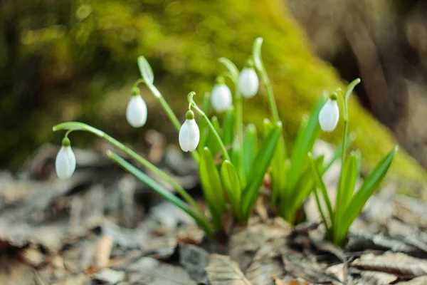 Grupo Flores Neve Crescendo Floresta Primavera — Fotografia de Stock