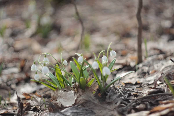 Grupo Flores Neve Crescendo Floresta Primavera — Fotografia de Stock