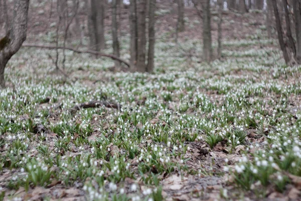 Eine Gruppe Schneeglöckchen Blüht Frühlingswald — Stockfoto