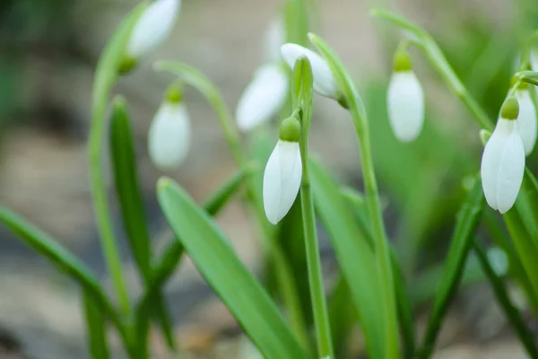 Grupo Flores Neve Crescendo Floresta Primavera — Fotografia de Stock