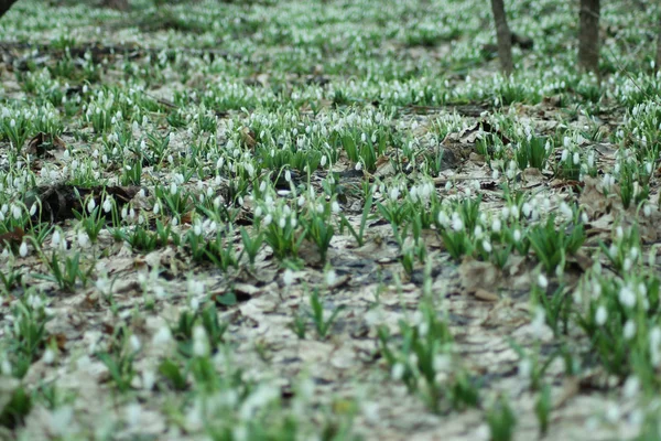 Grupo Flores Que Crecen Bosque Primavera — Foto de Stock