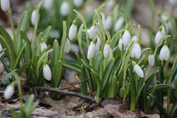 Grupo Flores Neve Crescendo Floresta Primavera — Fotografia de Stock