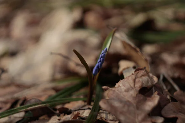 Scilla Bifolia Alpine Squill Two Leaf Squill Herbaceous Perennial Growing — Stock Photo, Image