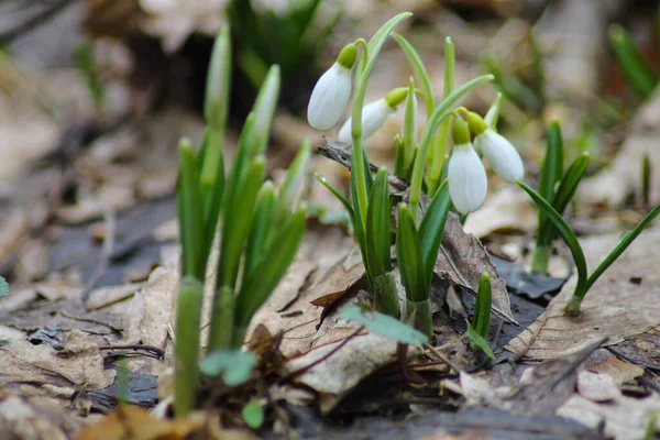 Close Gotas Neve Galanthus Luz Sol — Fotografia de Stock