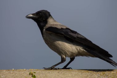 Kukuletalı karga (